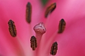 1) Pink flower - (IMG_1959)